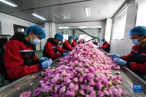 四川小金:玫瑰花铺出致富路 四川小金:玫瑰花铺出致富路