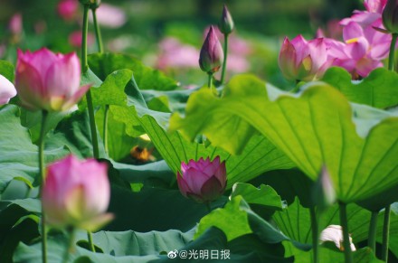 江西广昌:又到荷花绽放时 江西广昌:又到荷花绽放时