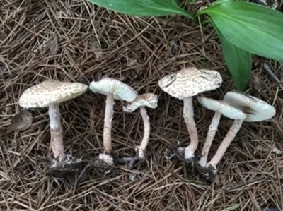 多人因此中毒，银川市食安办紧急提醒！