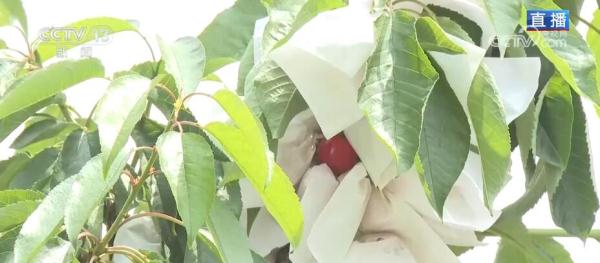火红樱桃带来红火日子 小小果子成为当地致富新引擎 火红樱桃带来红火日子 小小果子成为当地致富新引擎
