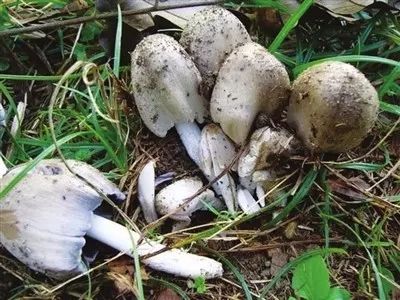 多人因此中毒，银川市食安办紧急提醒！
