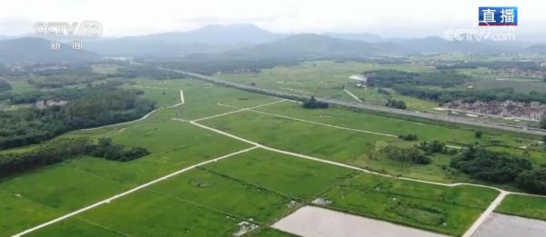 绿色技术稳粮食生产 鸭稻共生种植鼓起农户“钱袋子” 绿色技术稳粮食生产 鸭稻共生种植鼓起农户“钱袋子”