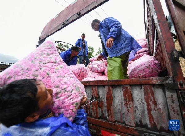 四川小金:玫瑰花铺出致富路 四川小金:玫瑰花铺出致富路