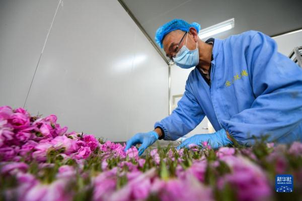 四川小金:玫瑰花铺出致富路 四川小金:玫瑰花铺出致富路