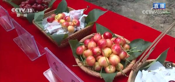 火红樱桃带来红火日子 小小果子成为当地致富新引擎 火红樱桃带来红火日子 小小果子成为当地致富新引擎