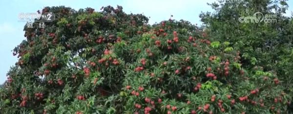 又是一年丰收季 荔枝产业变身富民兴村“黄金产业”