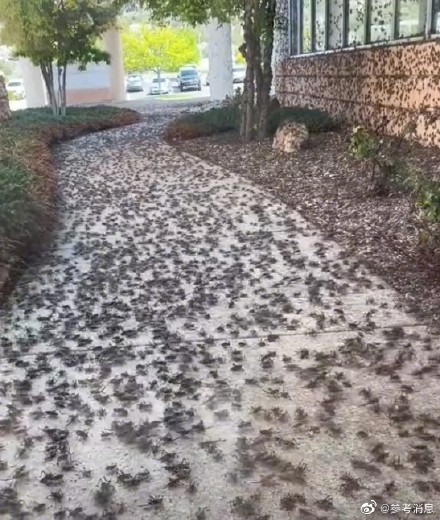 外媒：美国一小镇遭数百万蟋蟀“入侵” 覆盖了房屋和道路