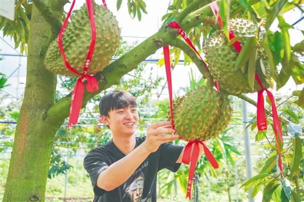 “海南牌”国产榴莲即将迎来“树上熟”！