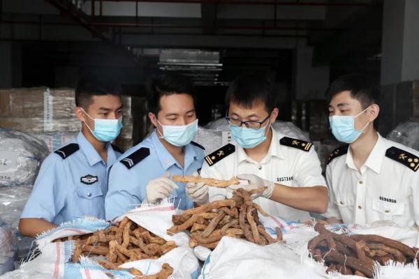 “干芋头”？是千年健！83吨！