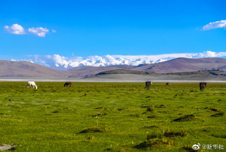 蓝天绿草雪山初夏的日喀则好美