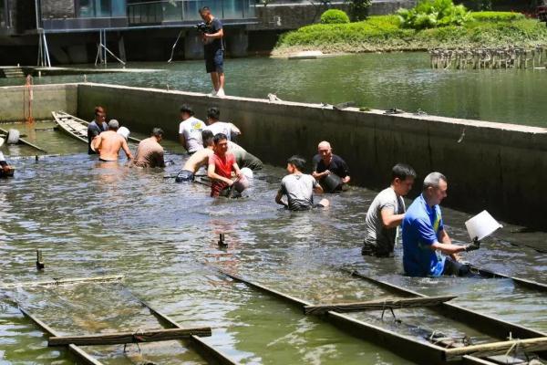 @广州街坊，各镇村“睇龙舟”攻略来啦→