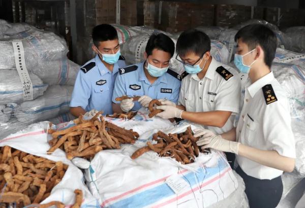 “干芋头”？是千年健！83吨！