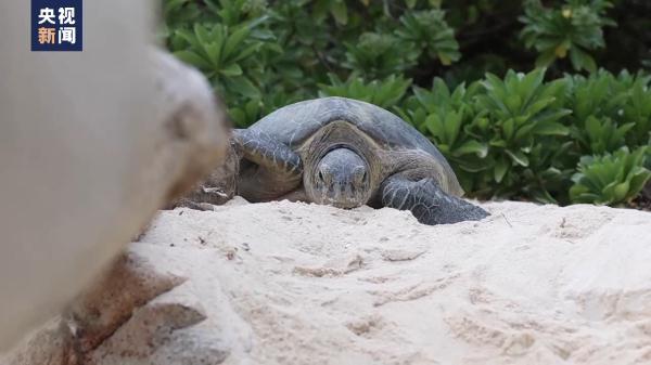 世界海龟日丨志愿者日夜守候 护海龟妈妈登陆产卵