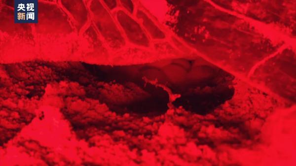 世界海龟日丨志愿者日夜守候 护海龟妈妈登陆产卵