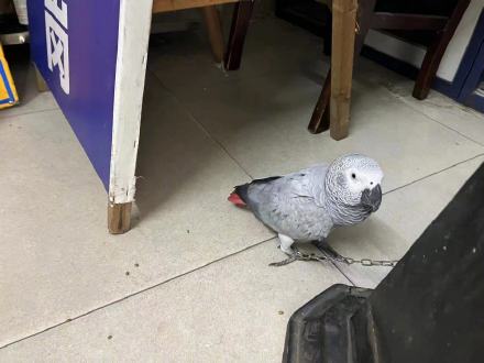 “迷路”鹦鹉飞进派出所,民警一查:国家一级保护动物! “迷路”鹦鹉飞进派出所,民警一查:国家一级保护动物!