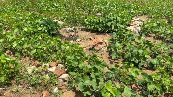 填埋建筑垃圾、突击倒土复垦……苏鲁交界毁田盗采砂石调查