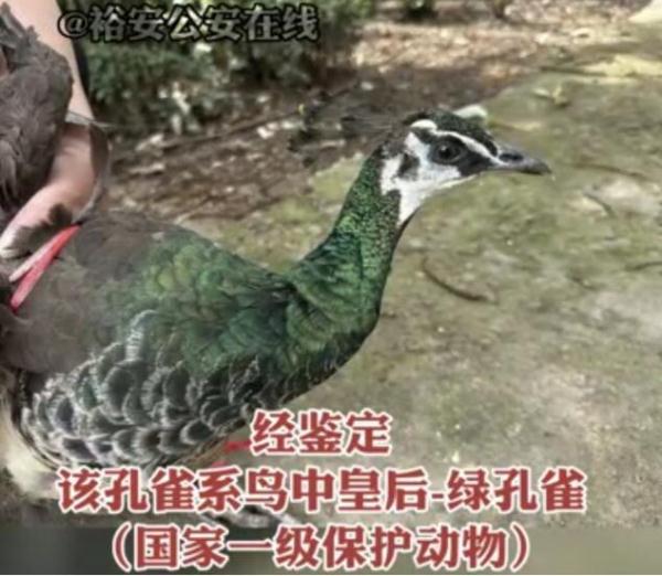 安徽六安警民救助国家一级保护动物绿孔雀