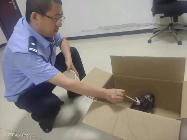 市民捡到一只小鸟 竟是国家二级保护动物
