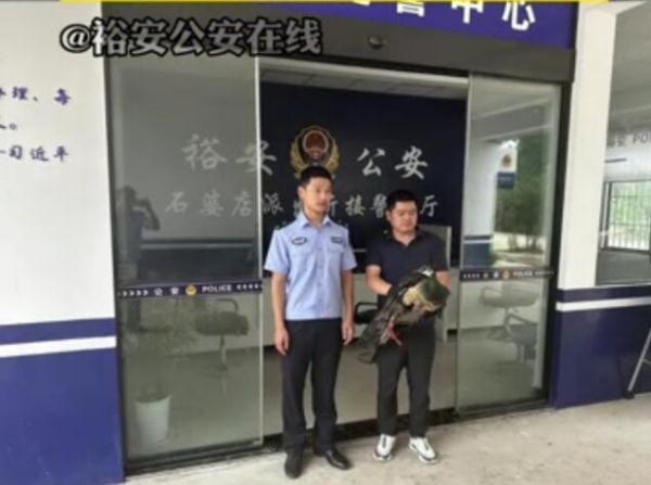 安徽六安警民救助国家一级保护动物绿孔雀