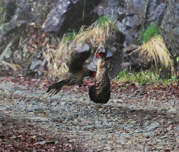 泰酷辣!黄腹角雉原来不是一般的鸟!! 泰酷辣!黄腹角雉原来不是一般的鸟!!