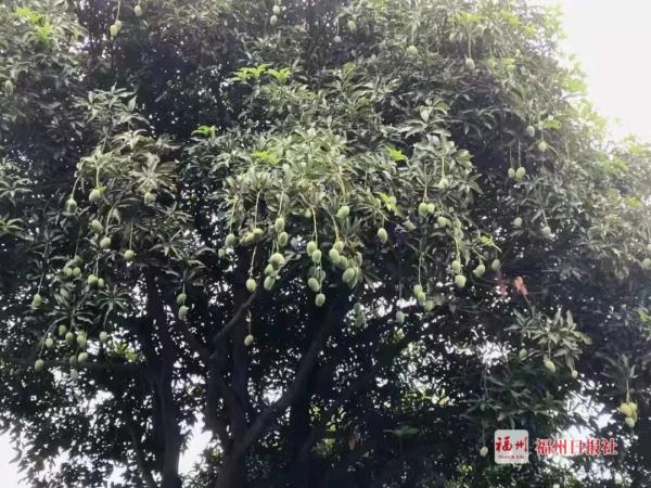 警惕！福州街头大量出现！千万别吃……
