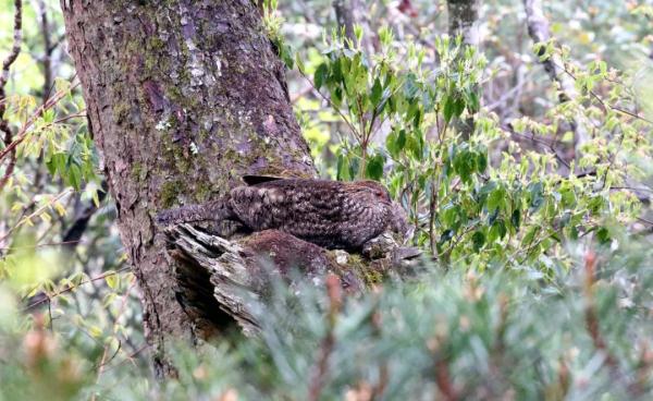 泰酷辣!黄腹角雉原来不是一般的鸟!! 泰酷辣!黄腹角雉原来不是一般的鸟!!