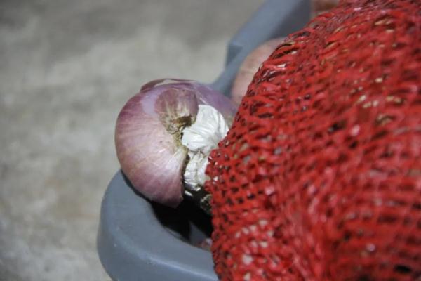 “辣眼睛”!洋葱藏毒也难逃法网 “辣眼睛”!洋葱藏毒也难逃法网