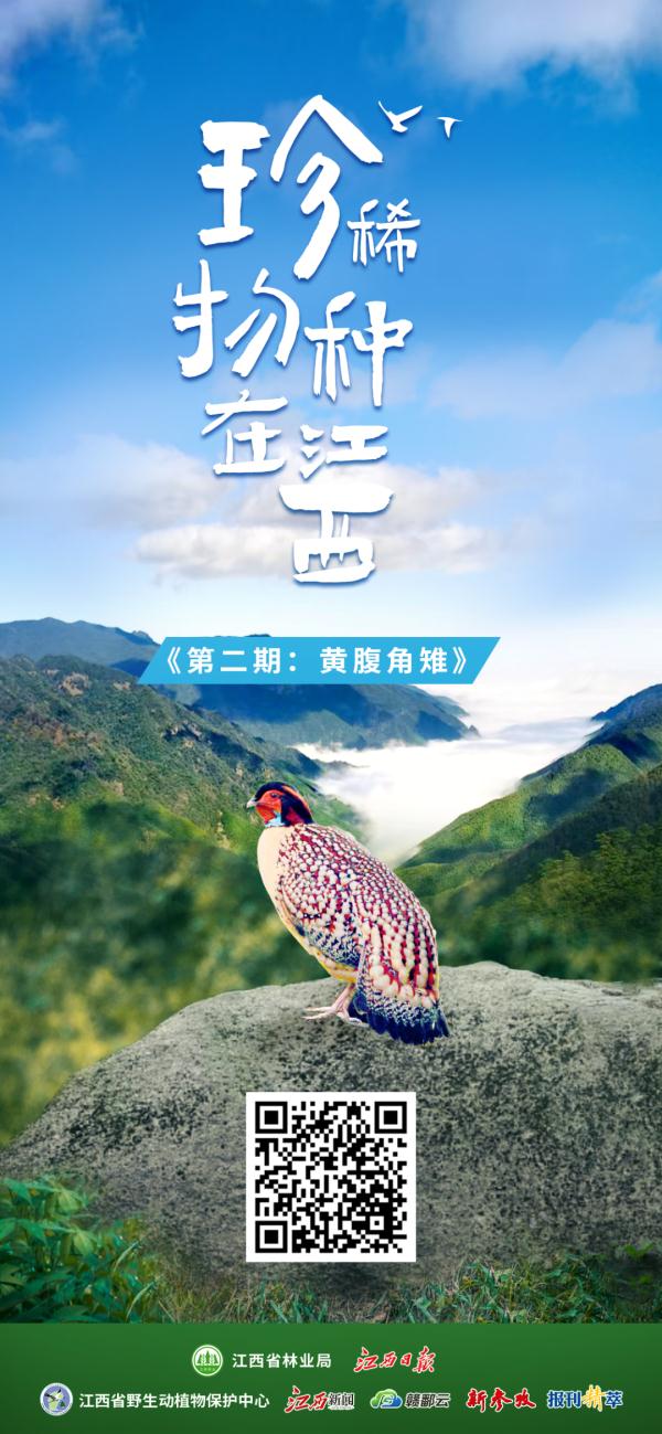 泰酷辣!黄腹角雉原来不是一般的鸟!! 泰酷辣!黄腹角雉原来不是一般的鸟!!