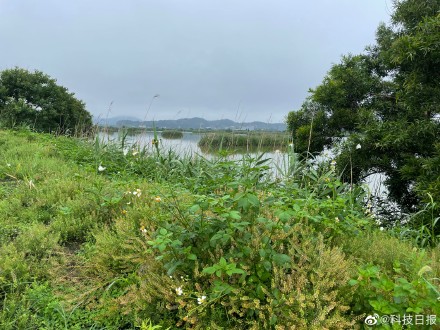 风景美如画！探访“候鸟天堂”闽江河口湿地