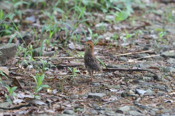 泰酷辣!黄腹角雉原来不是一般的鸟!! 泰酷辣!黄腹角雉原来不是一般的鸟!!