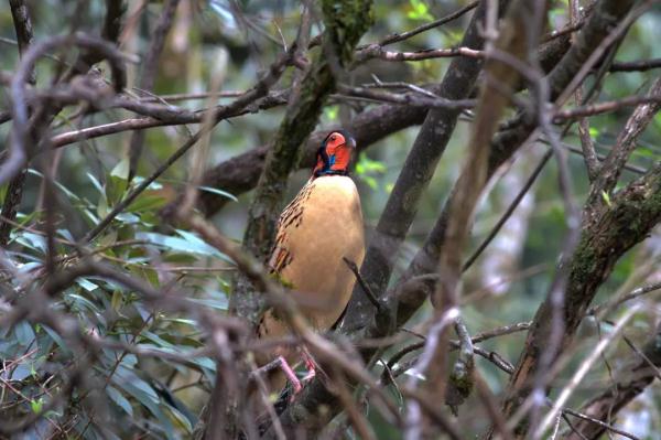 泰酷辣!黄腹角雉原来不是一般的鸟!! 泰酷辣!黄腹角雉原来不是一般的鸟!!