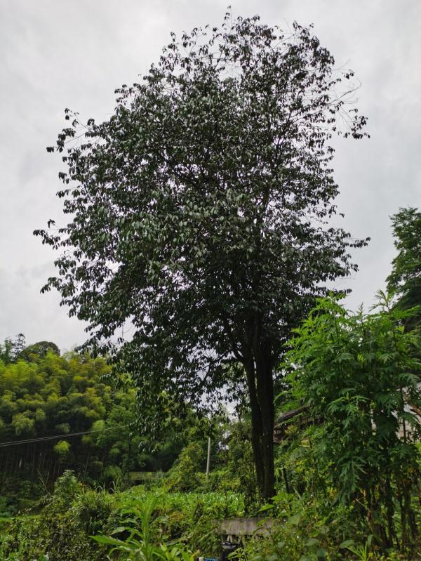 12米！仁怀发现贵州最高野生古茶树