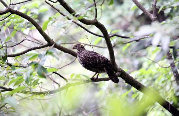 泰酷辣!黄腹角雉原来不是一般的鸟!! 泰酷辣!黄腹角雉原来不是一般的鸟!!