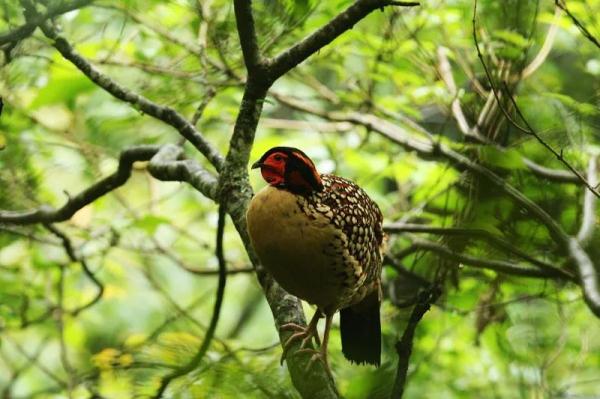 泰酷辣!黄腹角雉原来不是一般的鸟!! 泰酷辣!黄腹角雉原来不是一般的鸟!!