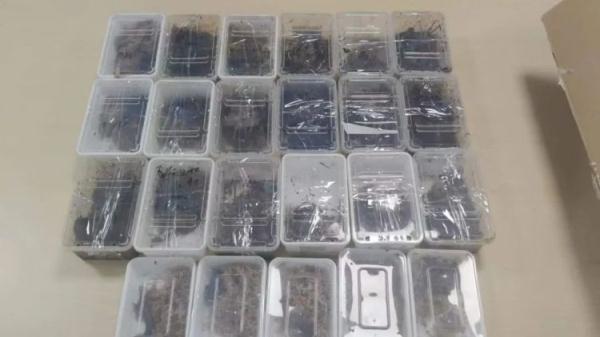 23只！深圳邮局海关查获秘鲁巨人蜈蚣、加拉帕格斯巨人蜈蚣