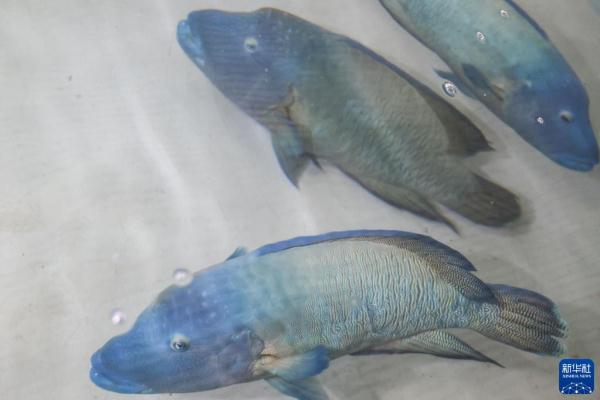 波纹唇鱼全人工繁育技术在海南取得突破