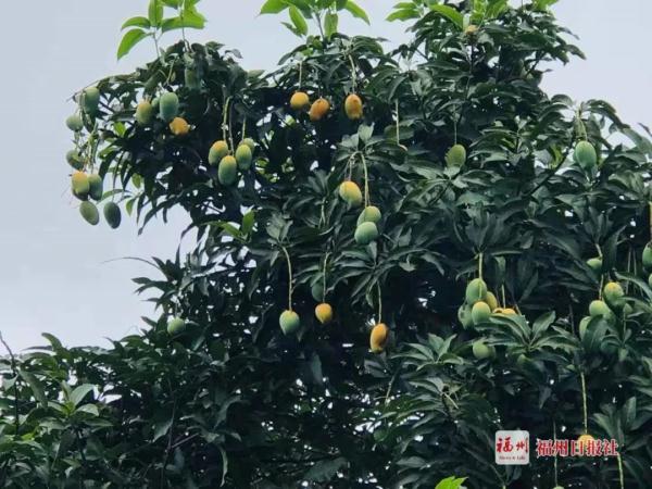 警惕！福州街头大量出现！千万别吃……