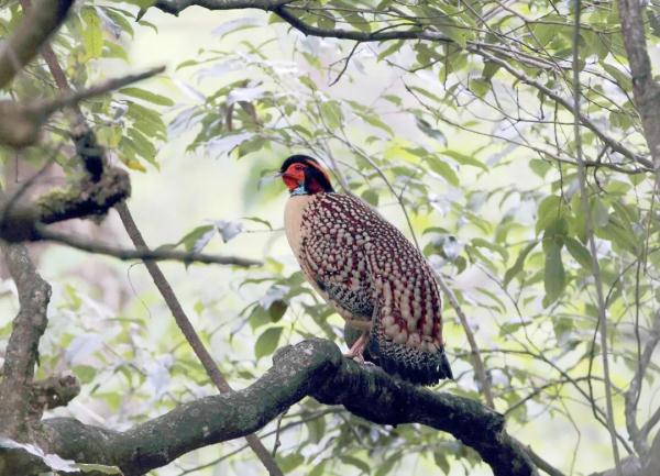 泰酷辣!黄腹角雉原来不是一般的鸟!! 泰酷辣!黄腹角雉原来不是一般的鸟!!
