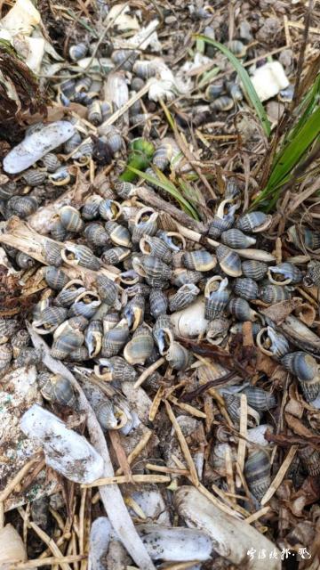 女子吃完这种螺,心跳骤停!医生提醒:吃一颗就可能致命 女子吃完这种螺,心跳骤停!医生提醒:吃一颗就可能致命