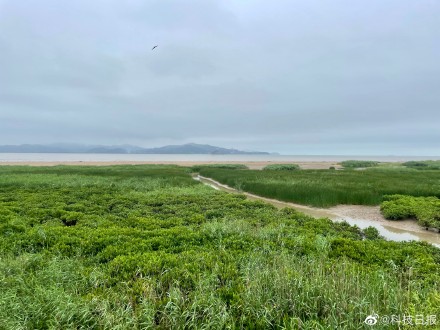 风景美如画！探访“候鸟天堂”闽江河口湿地