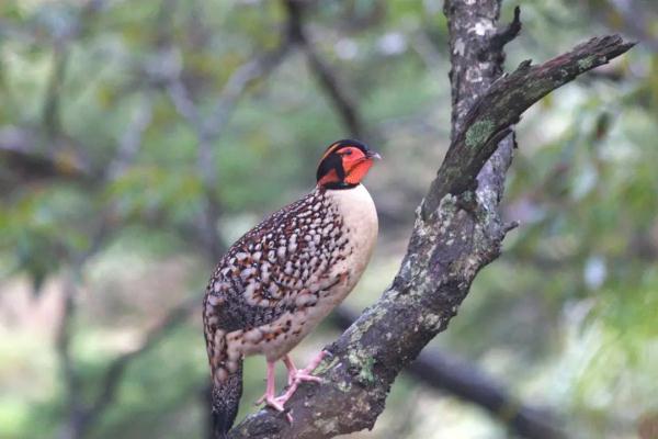 泰酷辣!黄腹角雉原来不是一般的鸟!! 泰酷辣!黄腹角雉原来不是一般的鸟!!