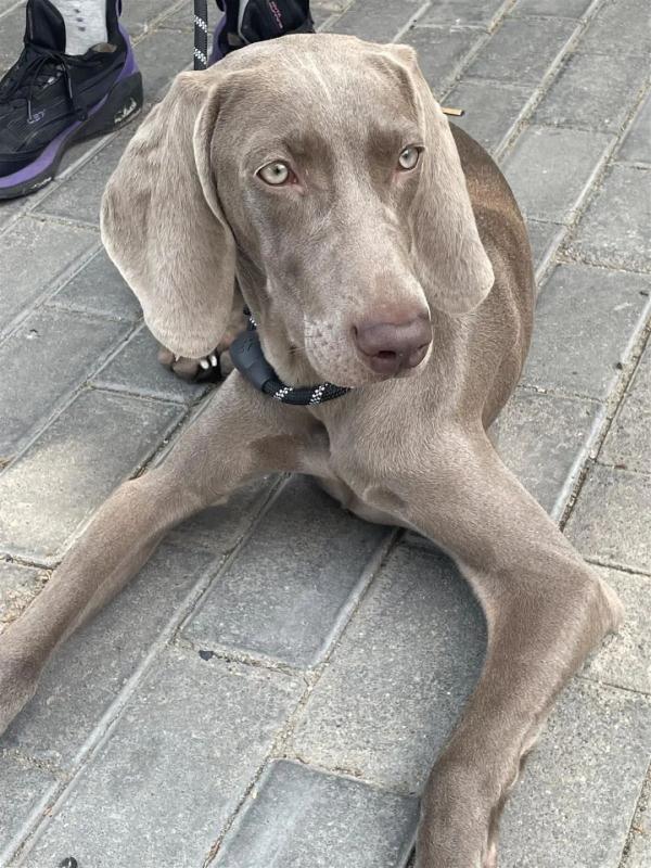 大学生“以证换狗”走红！有人收到上百名学生的遛狗请求