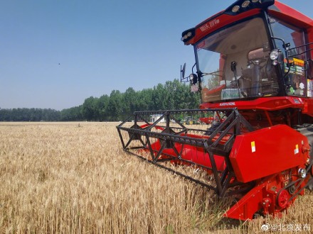 北京小麦成熟开镰归仓，夏种夏管接续展开