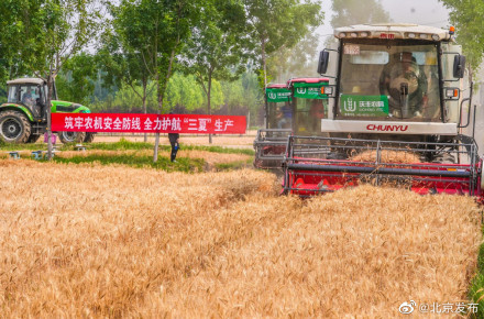 北京小麦成熟开镰归仓，夏种夏管接续展开