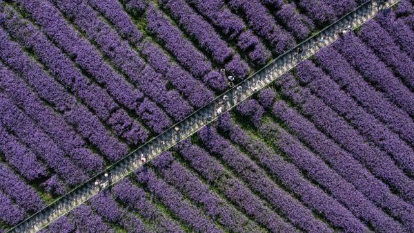 夏日花海 夏日花海