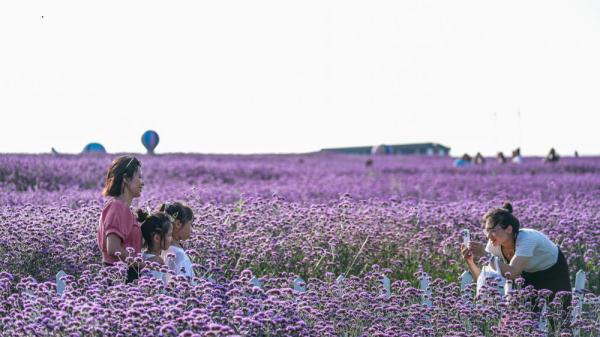 夏日花海 夏日花海