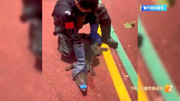 凌晨，凶猛的鳄鱼从菜市场逃得无影无踪！4天后，有人发现它在……