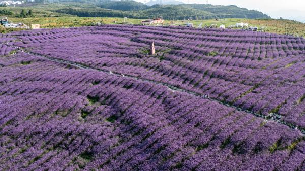 夏日花海 夏日花海