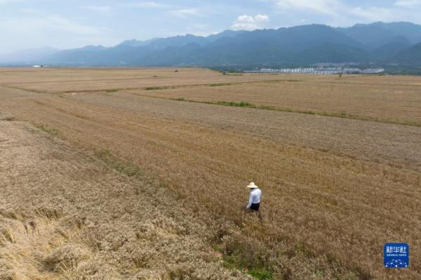 秦岭脚下的父子农田“大管家”