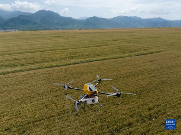 秦岭脚下的父子农田“大管家”